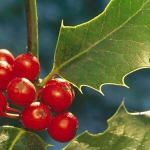 Holly ME 588 Berries & shrub Ilex aquifolium © Johan De Meester / ARDEA LONDON