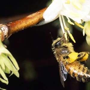 Honey Bee - with pollen baskets - UK