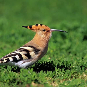 Hoopoes Collection: Related Images
