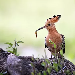Hoopoe - with grub in beak. Caceres - Extramadura - Spain