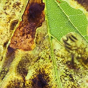 Horse Chestnut Leaf Miner Moth - showing larvae inside leaf - Wiltshire - England - UK