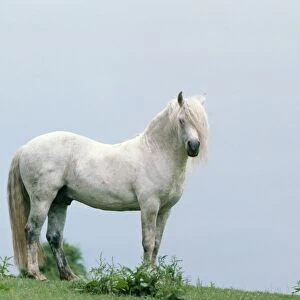 Horse Connernara Pony, Stallion
