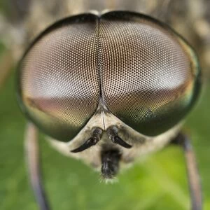 Horse Fly - showing large compound eyes Norfolk UK