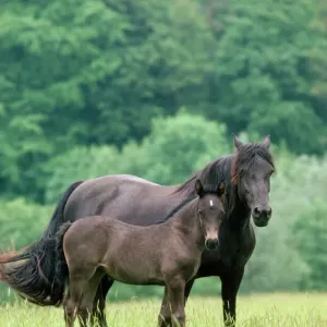 Welsh Cob