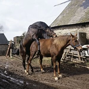 Horses Mating in farmyard