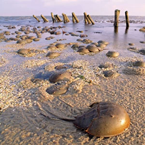 Crustaceans Jigsaw Puzzle Collection: Horseshoe Crab
