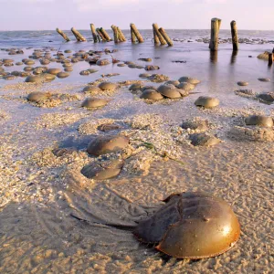 Crustaceans Jigsaw Puzzle Collection: Horseshoe Crab