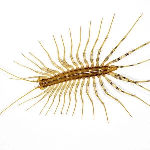 House centipede, Scutigera coleoptrata, on a bedroom wall; originally from south Europe, but now widespread through the world. France