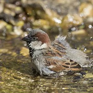 House Sparrow bathing 12
