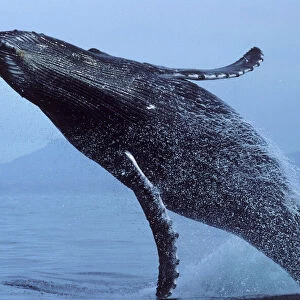 Humpback whale - Breaching. Bahia de Banderas, Nayarit State, Mexico. Courting and birthing area for humpbacks that feed along the coast of central California (USA) during the summer. DA 818