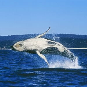 Humpback Whale Young, about 10m long. Breaching off Montague Island, New South Wales, Australia