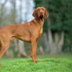 Hungarian Vizsla Dog