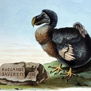 Illustration: Dodo- from Strickland 1848