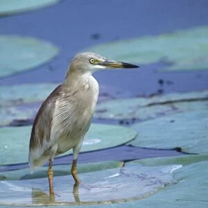 Indian Pond Heron - standing on water lilies 
