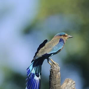 Indian Roller stretching wings, Corbett National Park, India