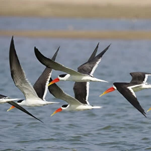 Charadriiformes Collection: Indian Skimmer