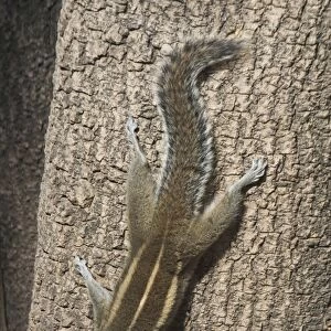Sciuridae Collection: Three-striped Ground Squirrel
