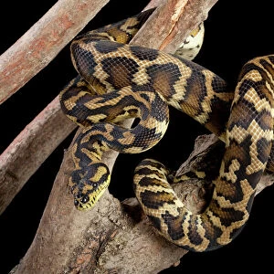 Irian Jaya Carpet Python - Variegata's sub species - Australia