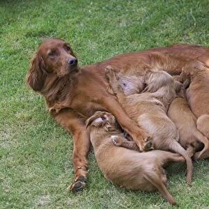 Irish / Red Setter - adult with puppies suckling