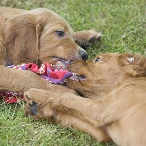Irish / Red Setter - puppies playing / fighting - tugging on scarf