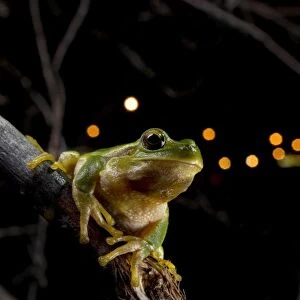 Italian Tree Frog - in habitat - at night - Tuscany - Italy