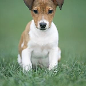 Jack Russel Terrier Dog Puppy