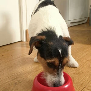 Jack Russell Terrier Dog - eating