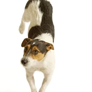 Jack Russell Terrier - standing on front paws