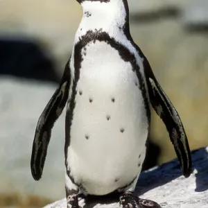 Penguins Collection: African Penguin