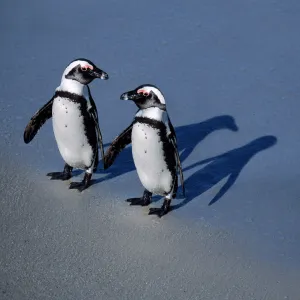 Penguins Collection: African