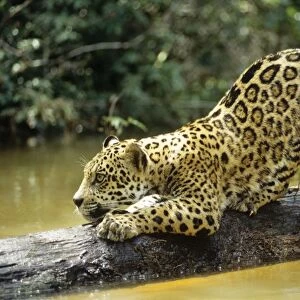 Jaguar - Sub adult scratching log. Amazonia, Brazil