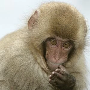 Japanese Macaque Monkey. Hokkaido, Japan