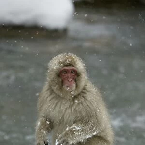 Japanese Macaque Monkey - sitting in snow. Hokkaido, Japan