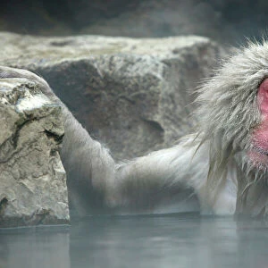 Cercopithecidae Framed Print Collection: Japanese Macaque