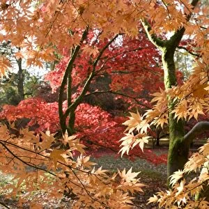 Japanese maple trees - colourful in autumn colours. Westonbirt Arboretum Tetbury UK
