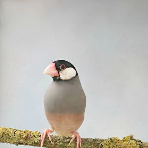 Waxbills Collection: Java Sparrow