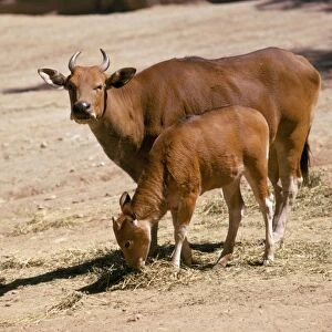 Javan Banteng - with calf