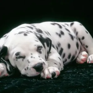 Dalmatian Puppy Print