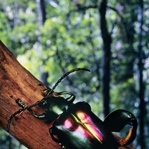 Jeweled-frog / Scarab Beetle Order: Coleoptera