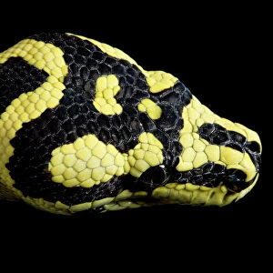 Snakes Collection: Black-Headed Snake