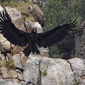 Juvenile Black Vulture with sinister eyes - wings spread Spain April