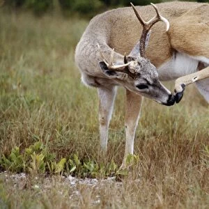 Key Deer - subspecies of the White-tailed Deer - scratching head with back leg