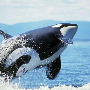 Mammals Collection: Orca Killer Whale