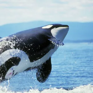 Killer / Orca Whale - breaching. ML522