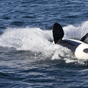 Killer Whale - Transient type - End of a breach: animal falls back in the water on its back - Monterey Bay - Pacific Ocean - California - USA - April