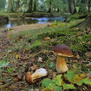 King bolete growing in old oak forest with river in autumn New Forest National Park, Hampshire, England, UK