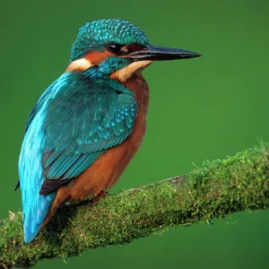 Kingfisher - Perched on branch