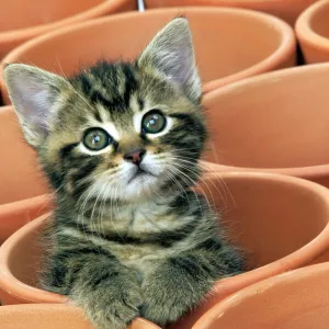 Kitten in flower pot