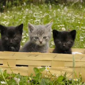 Cat - Kittens in Box Print Cat - Kittens in Box Print