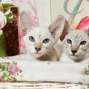 Siamese Cat Kittens Print Siamese Cat Kittens Print